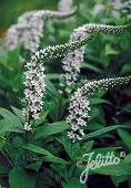 Lysimachia clethroides 'Lady Jane'